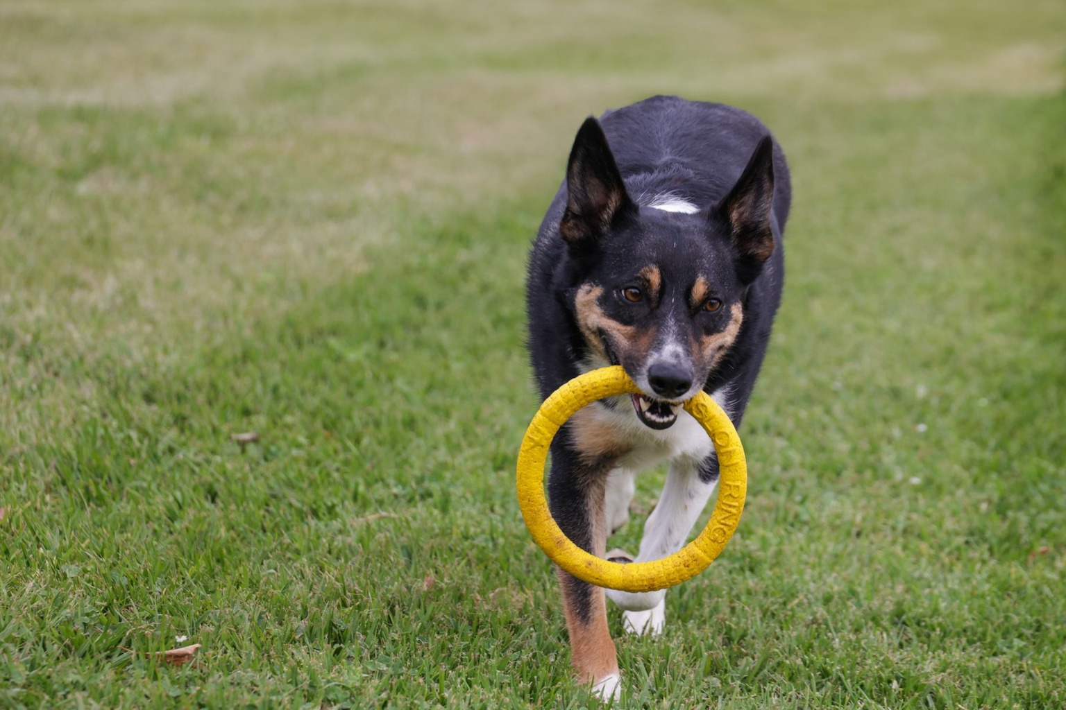 Trening agility dla owczarków