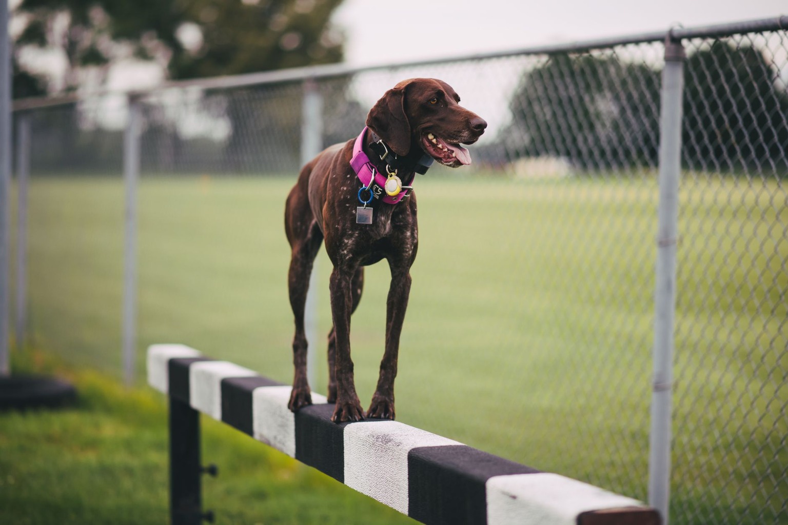 Trening agility dla owczarków — Zajęcia grupowe w lokalnym klubie sportowym Trening agility dla owczarków — Zajęcia grupowe w lokalnym klubie sportowym